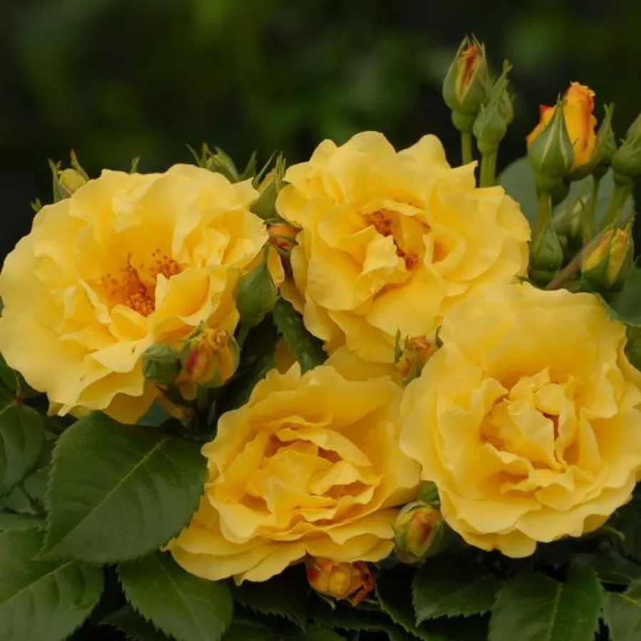 Climber, vrtnica vzpenjalka - Roza - Reine Lucia - vrtnice - proizvodnja in spletna prodaja sadik