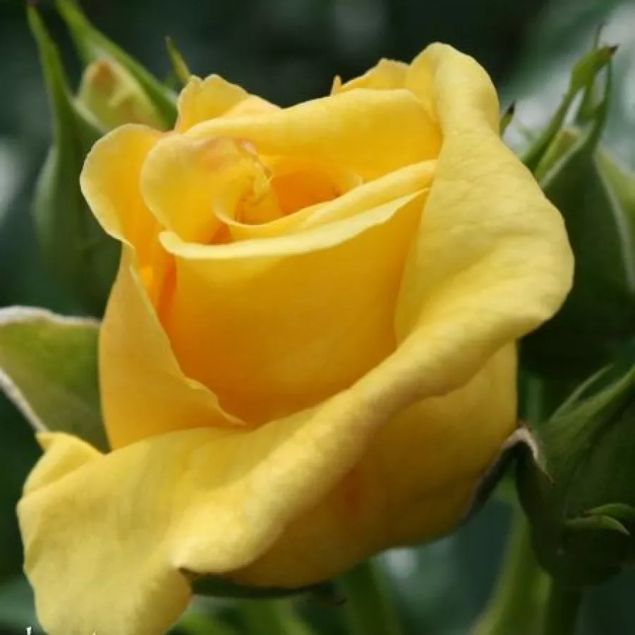 Ruža diskretnog mirisa - Ruža - Reine Lucia - naručivanje i isporuka ruža