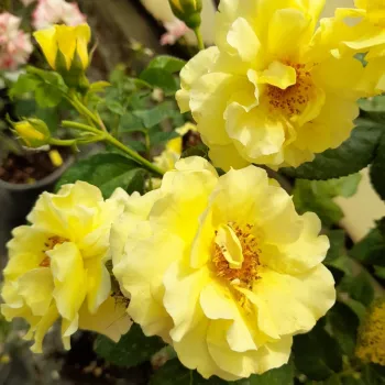 Gelb - climber, kletterrose - rose mit diskretem duft - moschusmalve-aroma