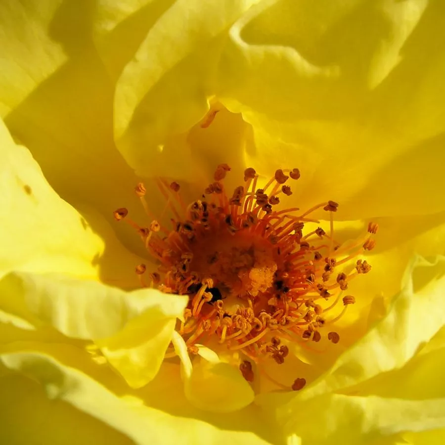 Csésze - Rózsa - Reine Lucia - online rózsa vásárlás