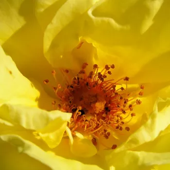 Kupnja ruža online - climber, penjačica - ruža diskretnog mirisa - mošusna aroma - Reine Lucia - žuta - (100-180 cm)