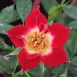 Dunkelrot - weiß - zwerg - minirose - rose mit diskretem duft - saures aroma - Rosa Little Artist - rosen online kaufen