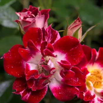 Rosa Little Artist - jarko crveno - bijela - patuljasta - mini ruža