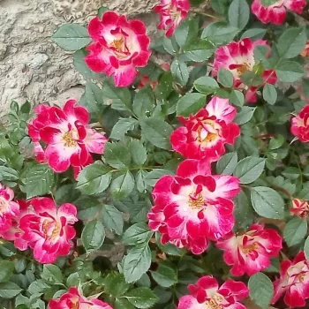 Rdeče-bela - pritlikava - miniaturna vrtnica - diskreten vonj vrtnice - kisle arome