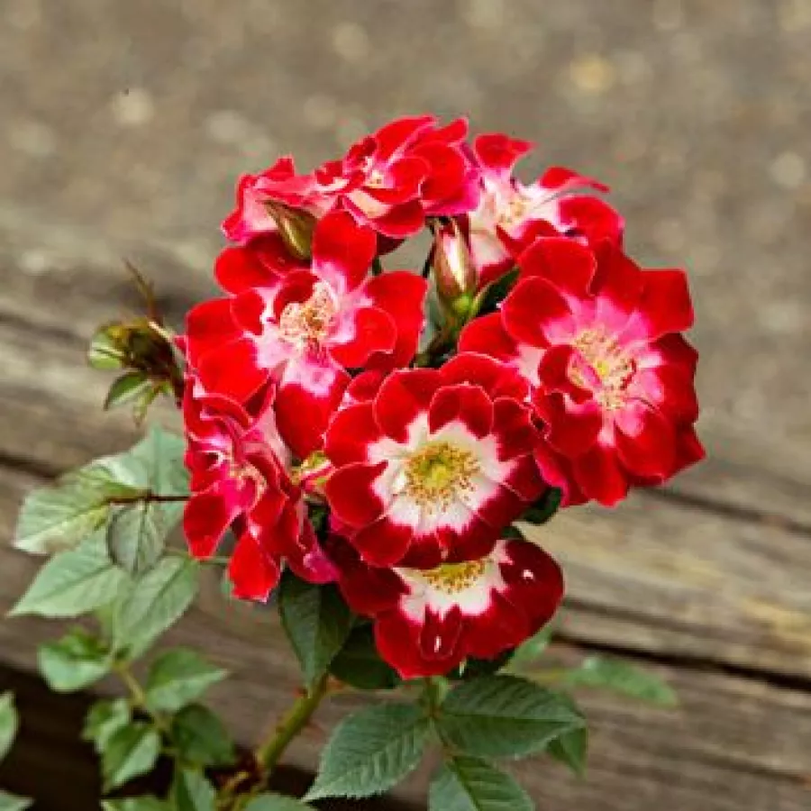 Samuel Darragh - Róża - Little Artist - sadzonki róż sklep internetowy - online