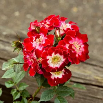 Rózsák webáruháza. - vörös - fehér - törpe - mini rózsa - diszkrét illatú rózsa - savanyú aromájú - Little Artist - (30-35 cm)