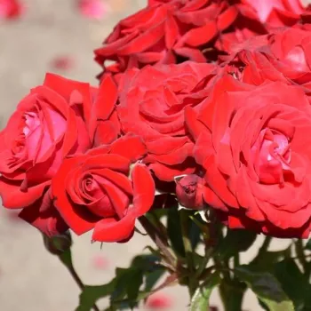 LÜBECKER ROTSPON – sötétvörös virágágyi floribunda rózsa - Evers