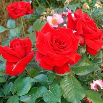 Mély, telített bordóvörös árnyalat, bársonyos, selyemfényű felülettel. - virágágyi floribunda rózsa - nagyon gyenge, alig érezhető illatú rózsa - édeskés aromájú
