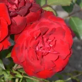 Rdeča - vrtnica floribunda za cvetlično gredo - vrtnica brez vonja - Rosa Lübecker Rotspon - vrtnice - proizvodnja in spletna prodaja sadik