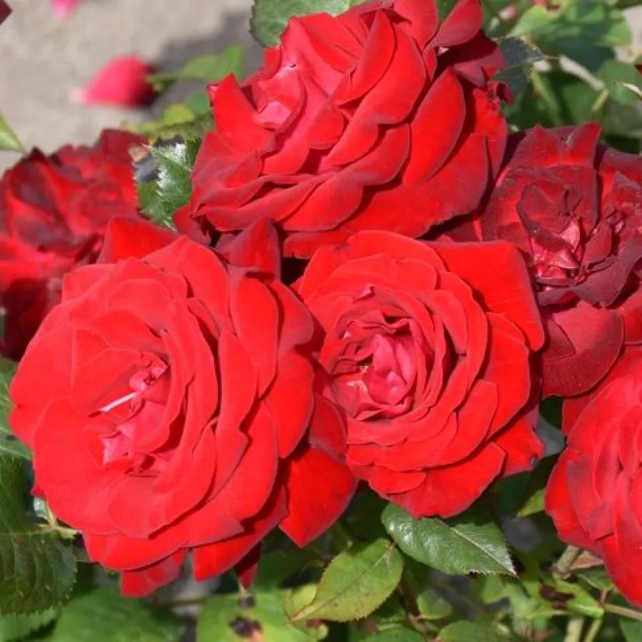 Vrtnica floribunda za cvetlično gredo - Roza - Lübecker Rotspon - vrtnice - proizvodnja in spletna prodaja sadik