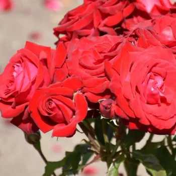 Rosa Lübecker Rotspon - jarko crvena - ruža floribunda za gredice