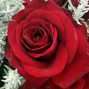 Rosen Online Gärtnerei - beetrose floribundarose - rose ohne duft - Lübecker Rotspon - dunkelrot - (50-60 cm)