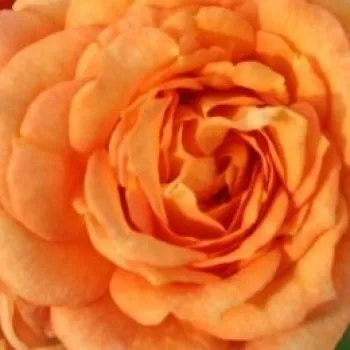 Rózsa kertészet - narancssárga - virágágyi floribunda rózsa - Bentheimer Gold ® - diszkrét illatú rózsa - eper aromájú - (80-110 cm)
