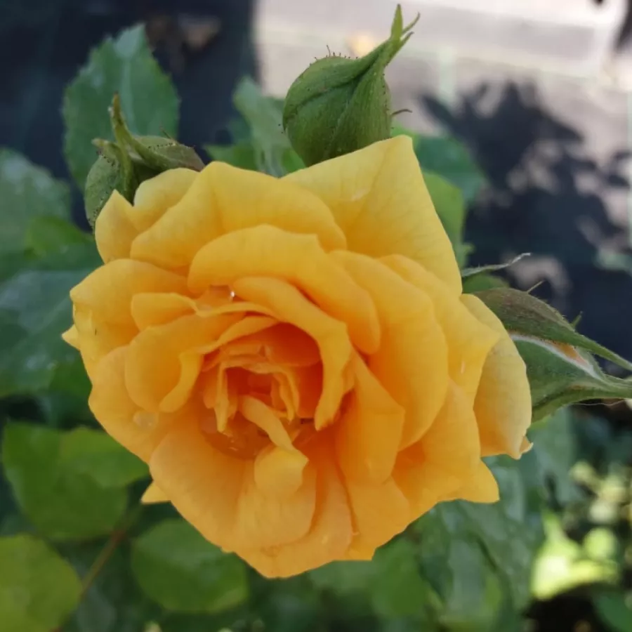 Virágágyi floribunda rózsa - Rózsa - Bentheimer Gold ® - Online rózsa rendelés