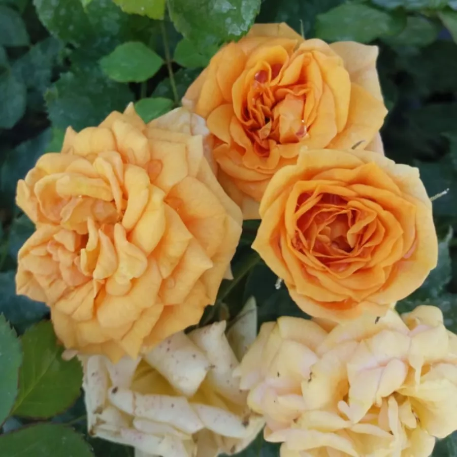 Arancia - Rosa - Bentheimer Gold ® - Produzione e vendita on line di rose da giardino