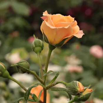 Rosa Bentheimer Gold ® - naranja - rosales floribundas