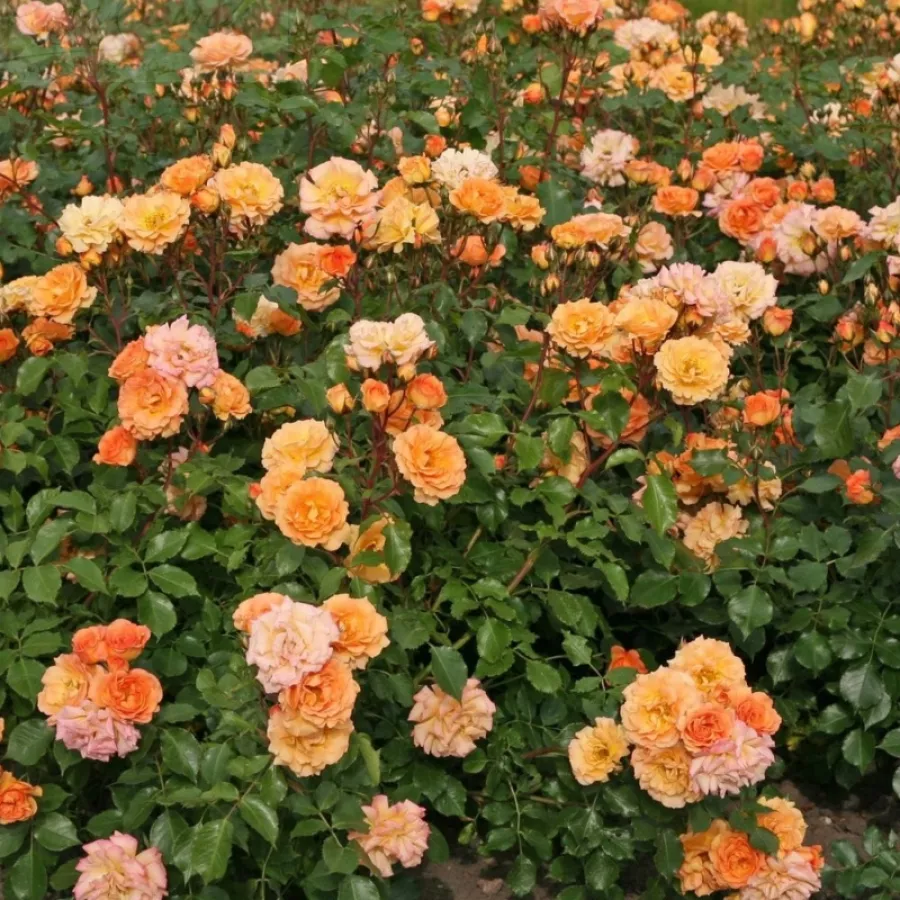 KORbentgol - Rosa - Bentheimer Gold ® - Produzione e vendita on line di rose da giardino