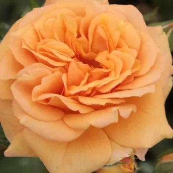 Online rózsa webáruház - virágágyi floribunda rózsa - narancssárga - diszkrét illatú rózsa - eper aromájú - Bentheimer Gold ® - (80-110 cm)