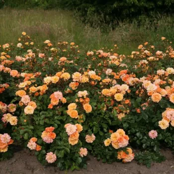 Orange abricot - Fleurs groupées en bouquet - rosier à haute tige - buissonnant