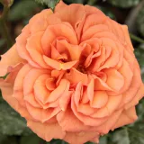 Záhonová ruža - floribunda - mierna vôňa ruží - jahodový - oranžový - Rosa Bentheimer Gold ®