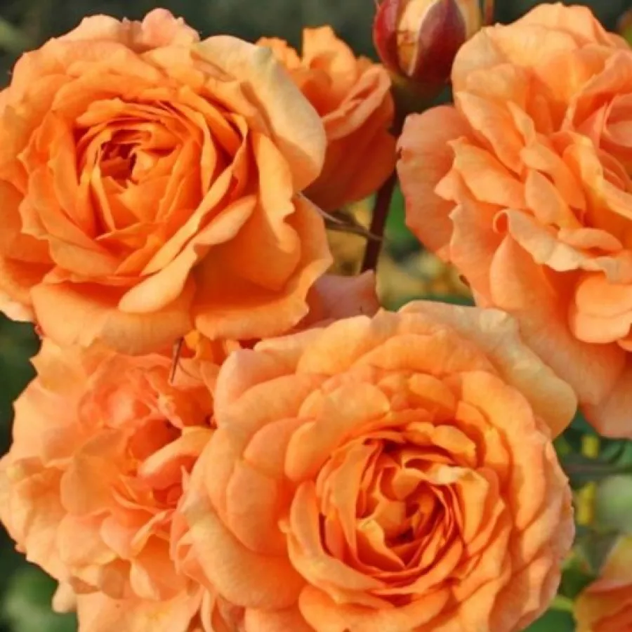 Trandafiri Floribunda - Trandafiri - Bentheimer Gold ® - comanda trandafiri online