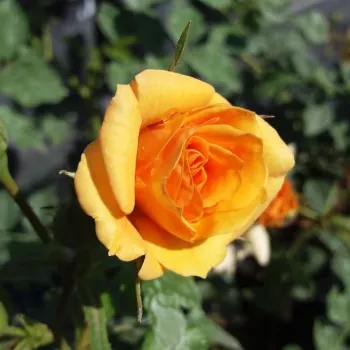 Rosa Bentheimer Gold ® - narančasta - ruža floribunda za gredice