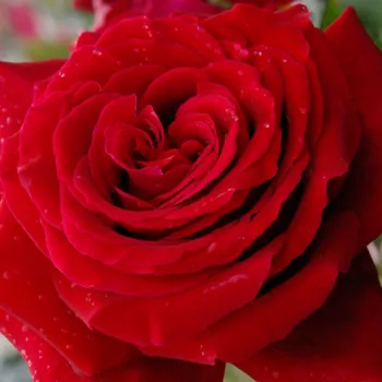 Rózsák webáruháza. - vörös - climber, futó rózsa - Salammbo - diszkrét illatú rózsa - eper aromájú - (200-300 cm)