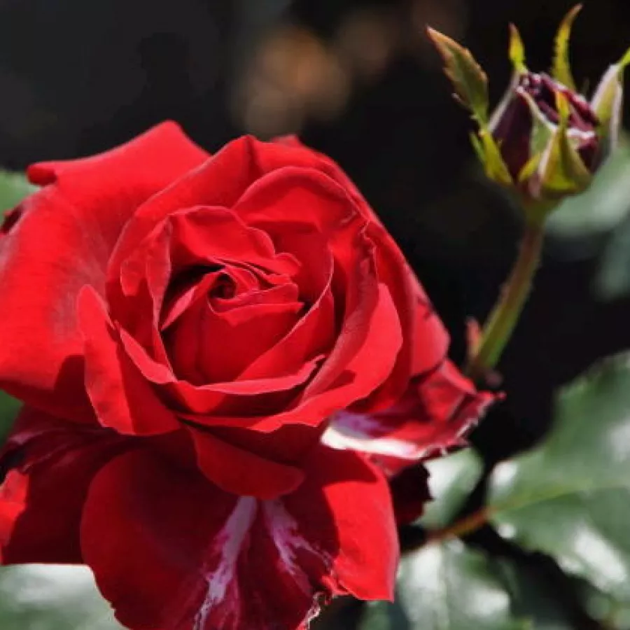 Rosa de fragancia discreta - Rosa - Salammbo - Comprar rosales online