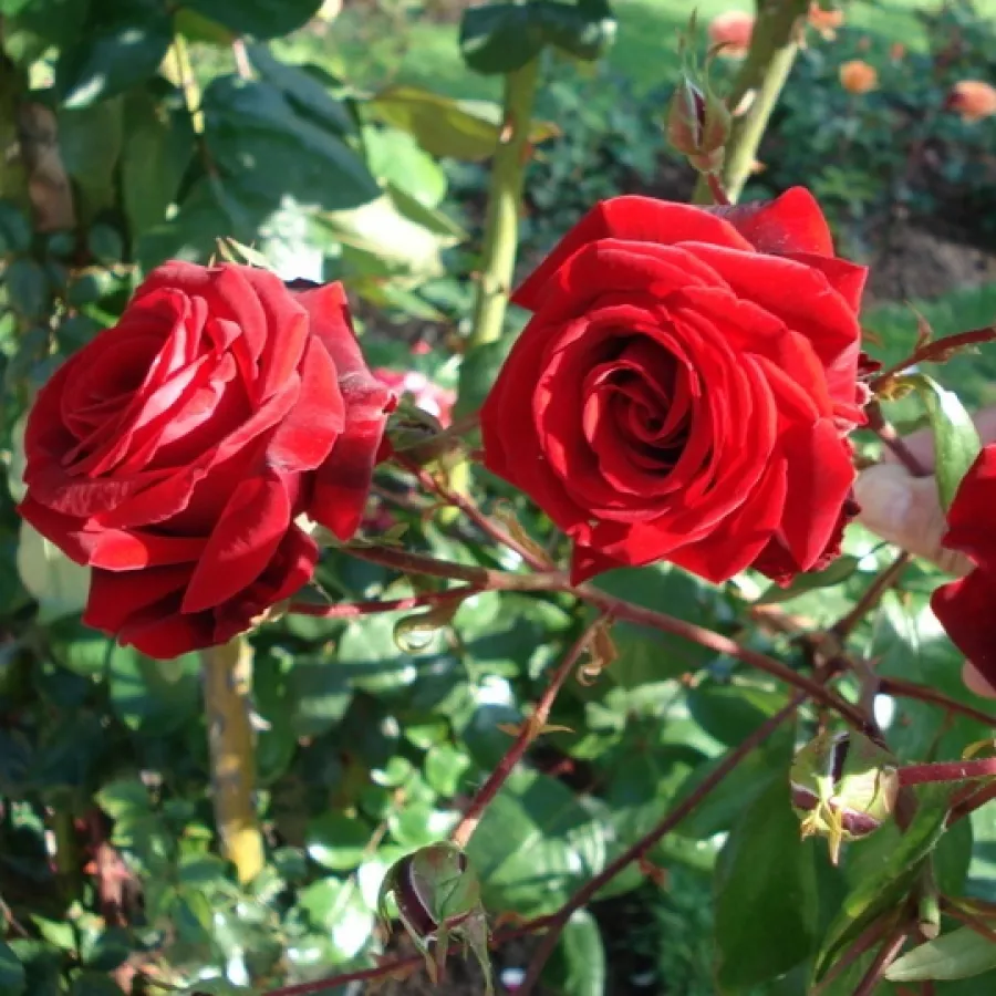 G. Delbard - Rosa - Salammbo - rosal de pie alto