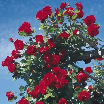 Rojo oscuro - rosales trepadores - rosa de fragancia discreta - fresa
