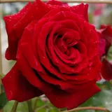 Vörös - diszkrét illatú rózsa - eper aromájú - Online rózsa vásárlás - Rosa Salammbo - climber, futó rózsa