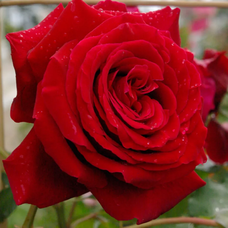 Dunkelrot - Rosen - Salammbo - rosen online kaufen