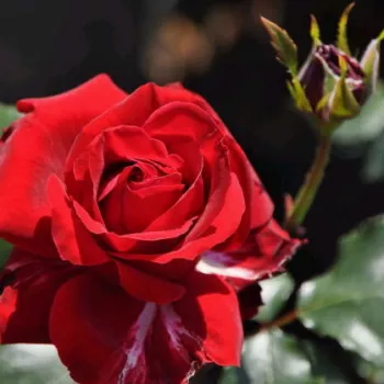Rosa Salammbo - rojo - rosales trepadores
