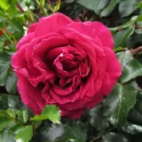 Vörös - nosztalgia rózsa - Online rózsa vásárlás - Rosa Republic de Montmartre - diszkrét illatú rózsa - édes aromájú