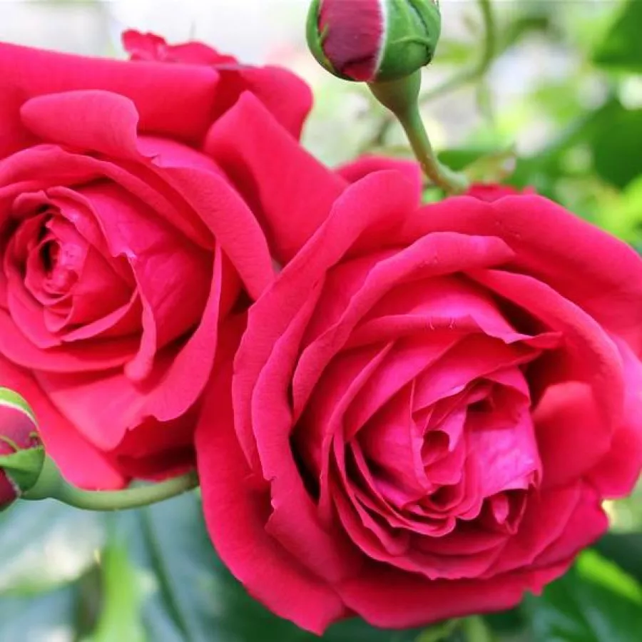 Rojo - Rosa - Republic de Montmartre - Comprar rosales online