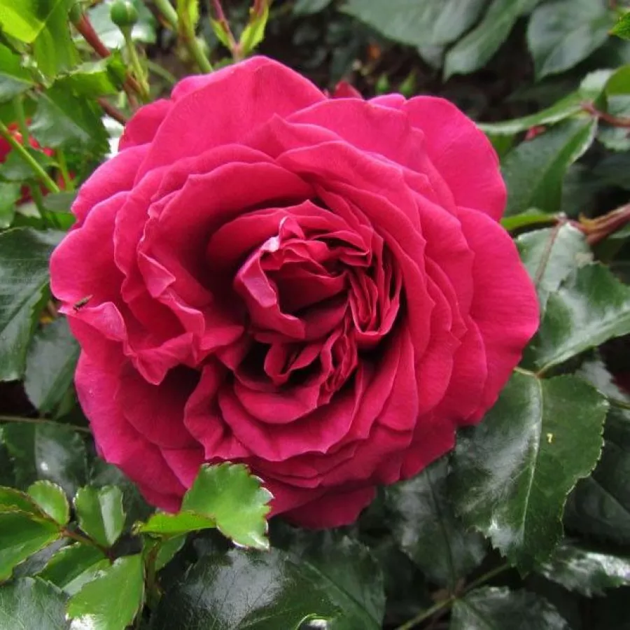 Rojo - Rosa - Republic de Montmartre - rosal de pie alto