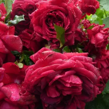 Sötétvörös - as - diszkrét illatú rózsa - édes aromájú