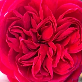 Rózsa kertészet - vörös - diszkrét illatú rózsa - édes aromájú - Republic de Montmartre - nosztalgia rózsa - (80-100 cm)