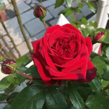 Rosa Republic de Montmartre - jarko crvena - nostalgija ruža