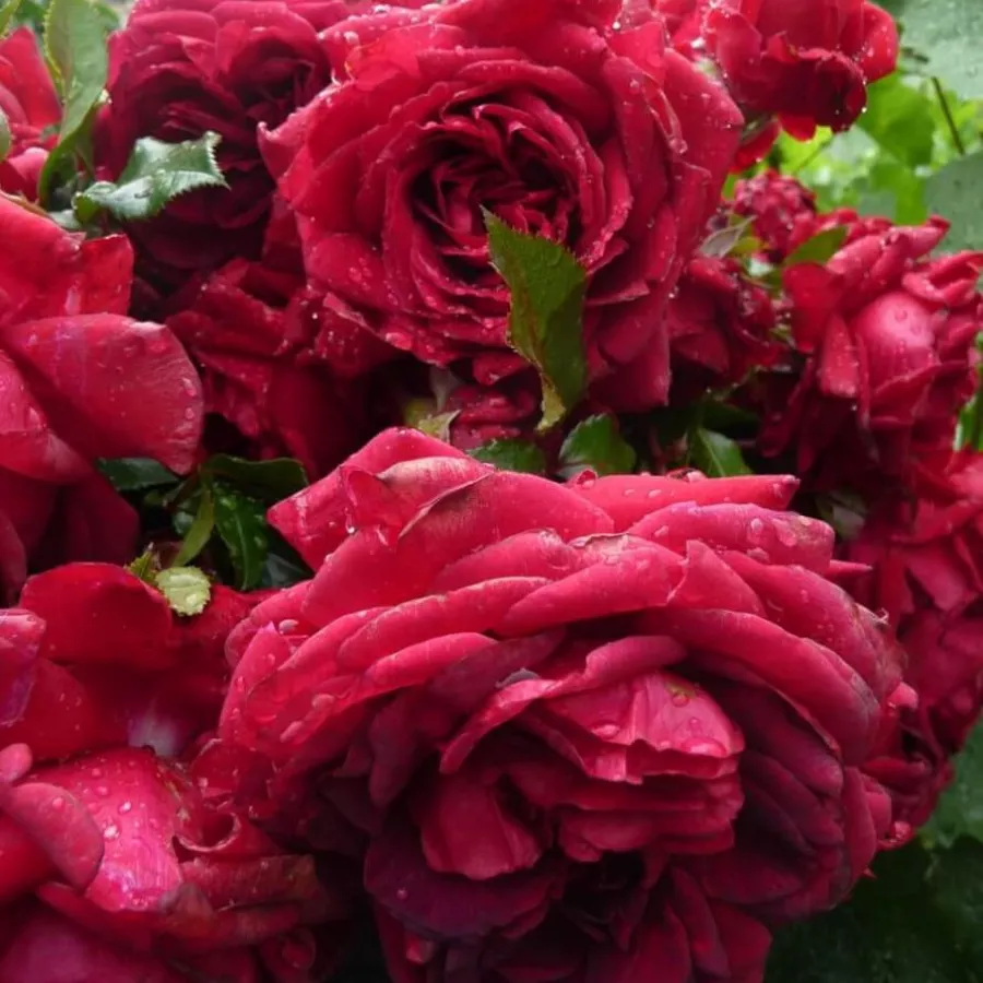 Tömvetelt virágú - Rózsa - Amalthea - online rózsa vásárlás