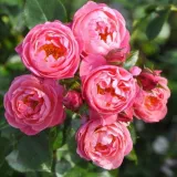Rózsaszín - nosztalgia rózsa - Online rózsa vásárlás - Rosa Raymond Blanc - intenzív illatú rózsa - pézsmás aromájú