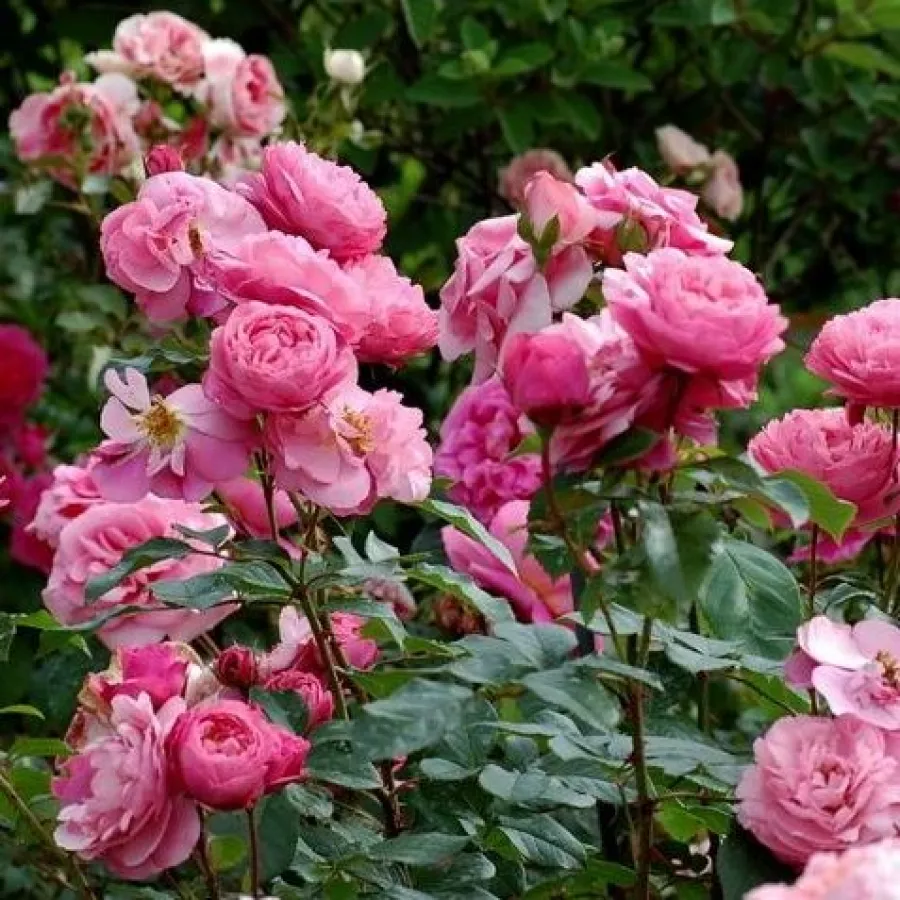 Rózsaszín - Rózsa - Raymond Blanc - Online rózsa rendelés