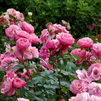 Rózsaszín - as - intenzív illatú rózsa - pézsmás aromájú