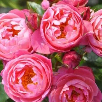 Online rózsa vásárlás - rózsaszín - intenzív illatú rózsa - pézsmás aromájú - Raymond Blanc - nosztalgia rózsa - (50-100 cm)