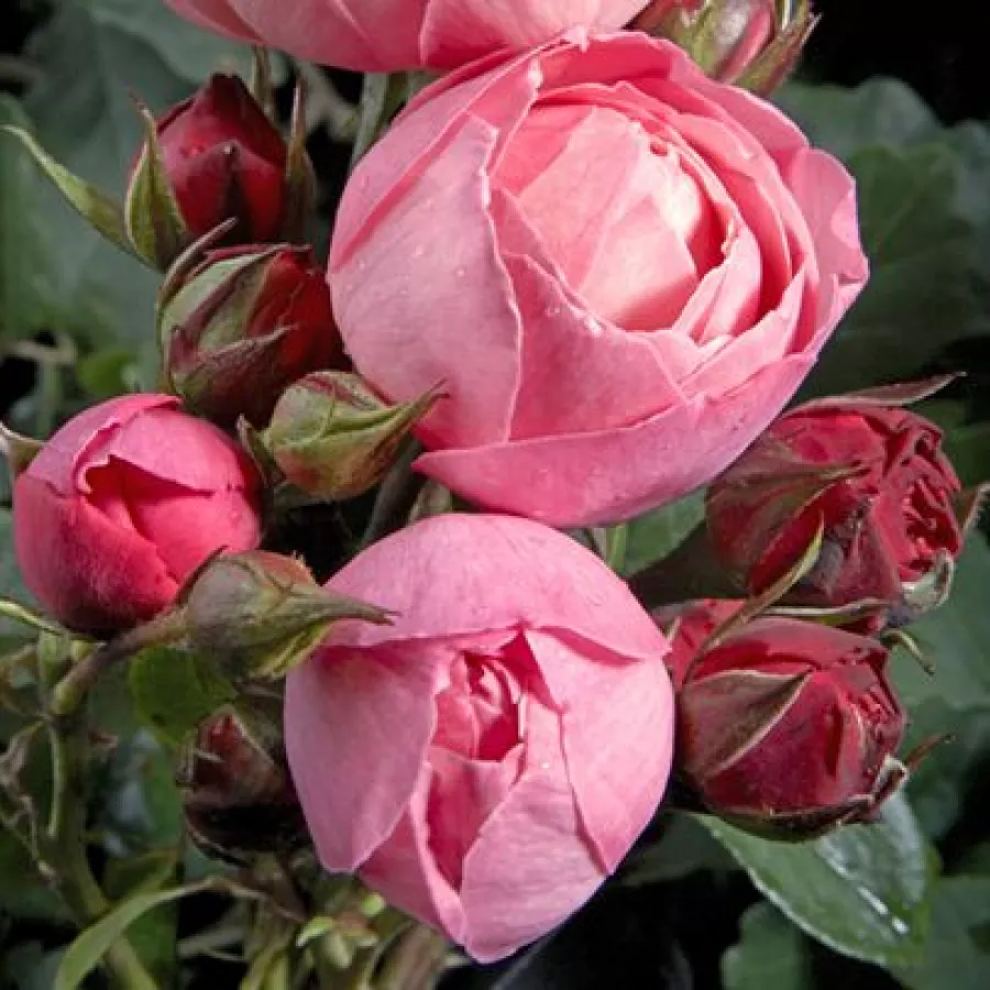 Kroglasta - Roza - Raymond Blanc - vrtnice online