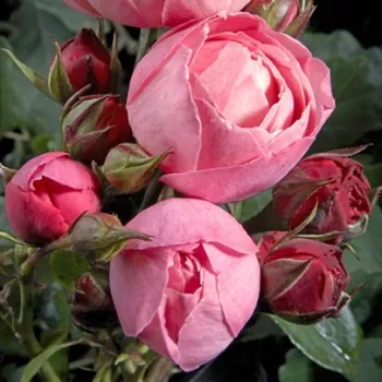 Rosa Raymond Blanc - rózsaszín - nosztalgia rózsa