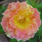 Orange - gelb - beetrose grandiflora – floribundarose - rose mit diskretem duft - apfelaroma - Rosa Paul Cézanne ® - rosen online kaufen