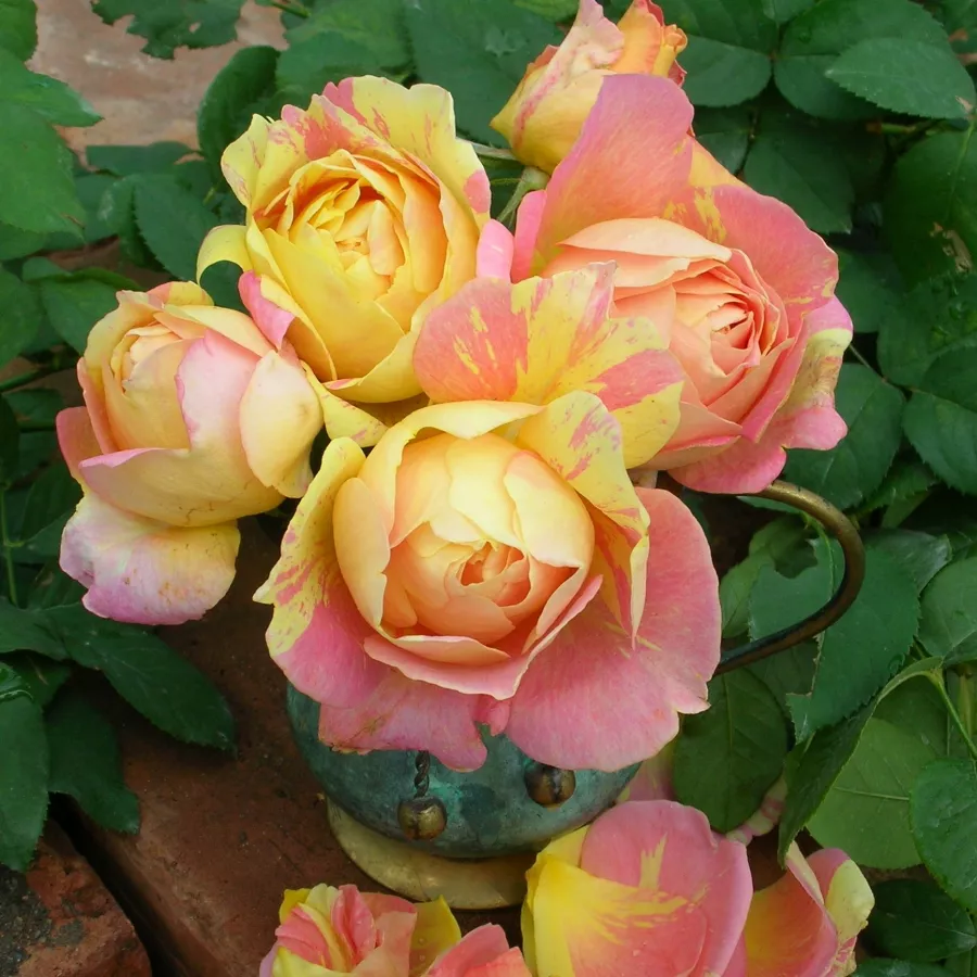 Vrtnica grandiflora - floribunda za cvetlično gredo - Roza - Paul Cézanne ® - vrtnice online