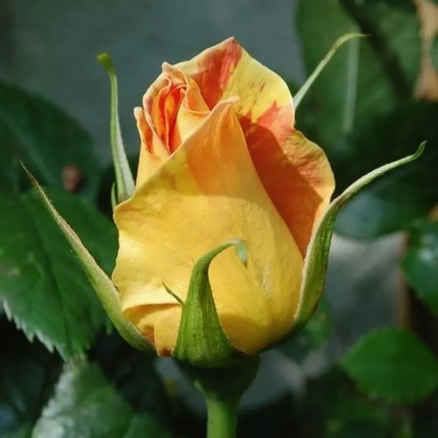 šaličast - Ruža - Paul Cézanne ® - sadnice ruža - proizvodnja i prodaja sadnica