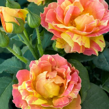 Narancssárga - sárga csíkos - virágágyi grandiflora - floribunda rózsa - diszkrét illatú rózsa - alma aromájú